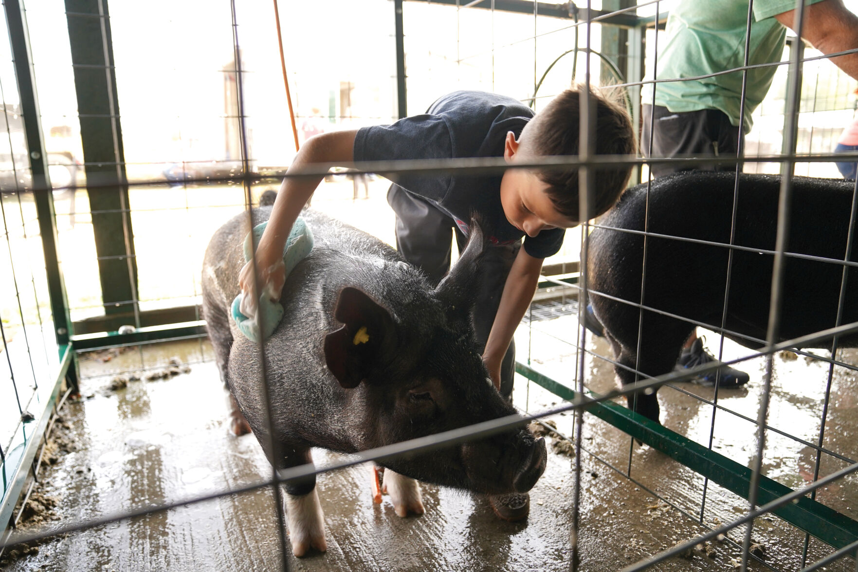 Swine Show Prep 002.jpg